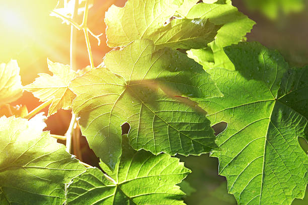 branche de raisin vigne - feuille de vigne photos et images de collection