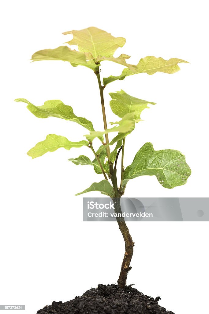 Oak Jeune plant isolé sur blanc - Photo de Feuille de chêne - Feuille libre de droits