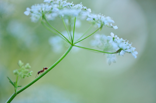 Ant crawling across cow parsley.