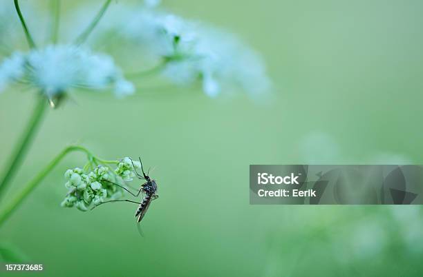 Midge - 蚊のストックフォトや画像を多数ご用意 - 蚊, 夏, 植物
