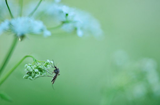 Leaf beetle on wild plants, North China