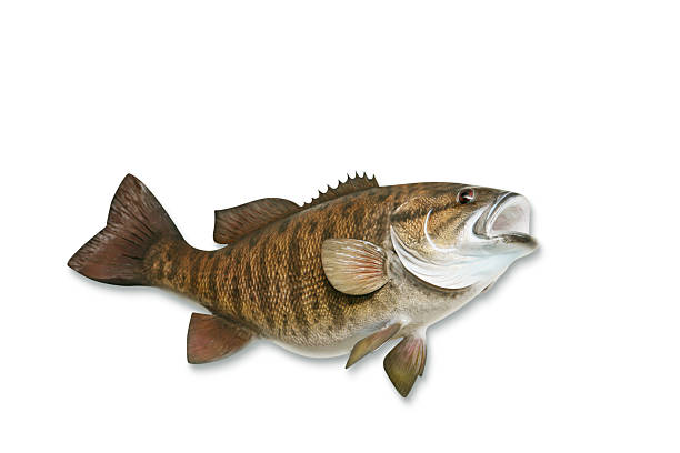Smallmouth Bass with Clipping Path Trophy Smallmouth Bass isolated on white with clipping path and drop shadow included. Nice large file. bass fish photos stock pictures, royalty-free photos & images