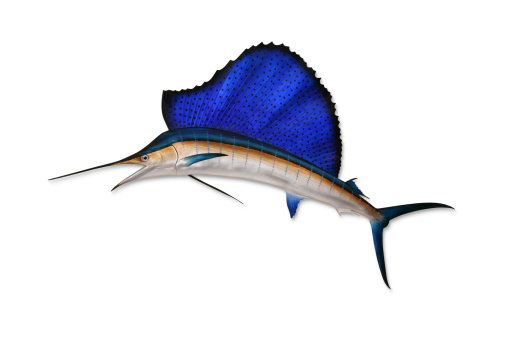 Sailfish with Clipping Path