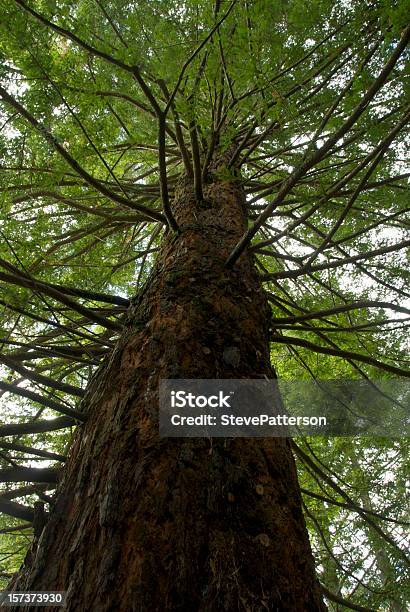 Rotholz Kiefer Stamm Stockfoto und mehr Bilder von Wiederaufforstung - Wiederaufforstung, Ast - Pflanzenbestandteil, Baum