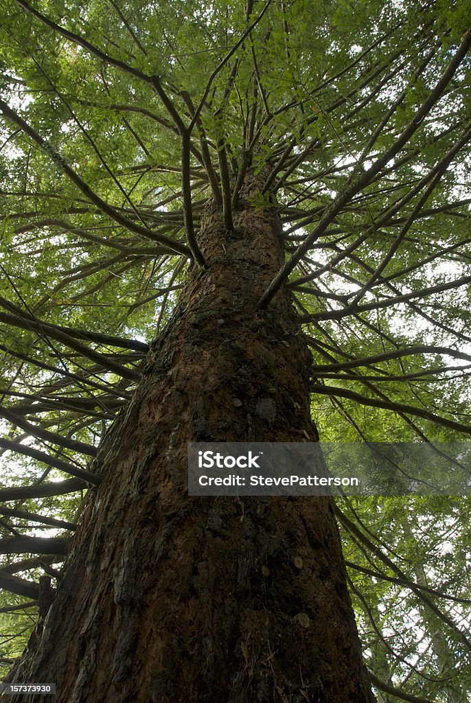 レッドウッドの松トランク - 森林再生のロイヤリティフリーストックフォト