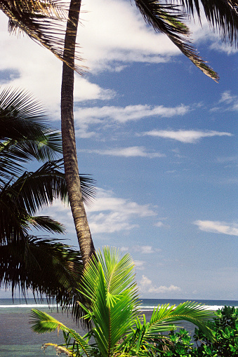 An image from Fiji, scanned from a negative shot in 2000. Palm trees rustle in the soft South Pacific breeze, framing the blue sky (with occasional cloud) and coral fringed lagoon beyond.