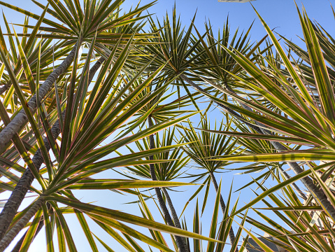 Sabal plant or yucca palm in the yard