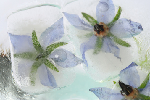 Detail of borage ice cubes floating in water