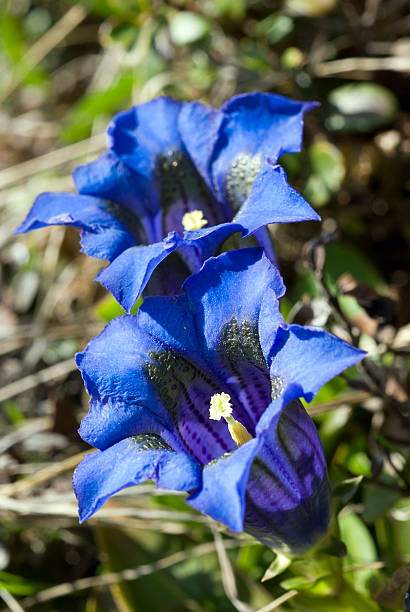 Two blue gentians  enzian stock pictures, royalty-free photos & images