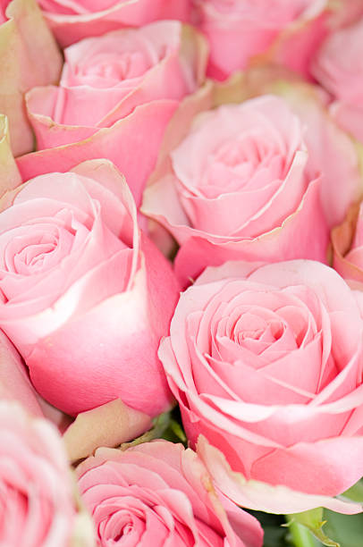 istock Bunch of pink roses background 157374065