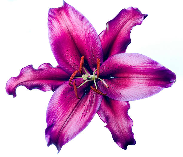 giglio viola di lusso su sfondo bianco - single flower plant flower close up foto e immagini stock