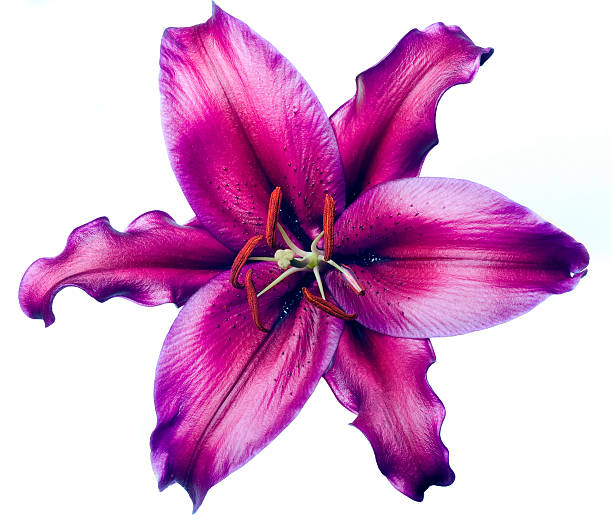 Luxury Purple lily on white background stock photo