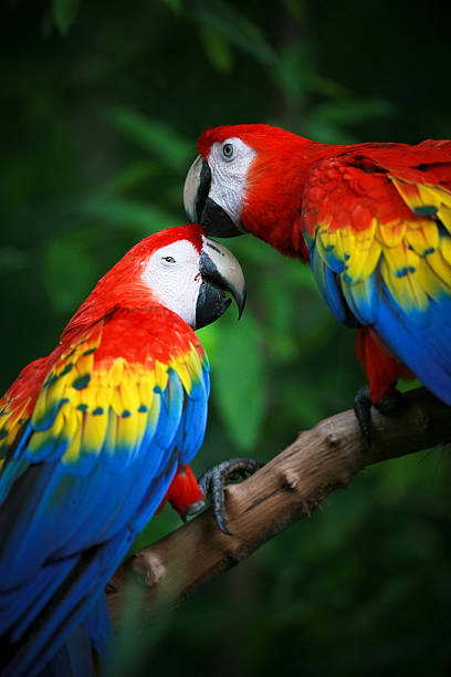สีแดงเข้มมาคอว์ - scarlet macaw ภาพสต็อก ภาพถ่ายและรูปภาพปลอดค่าลิขสิทธิ์