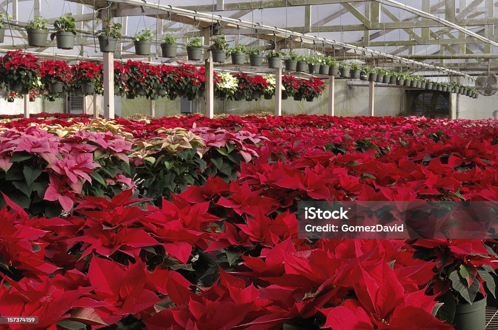 Croissance rouge Poinsettias plantes en pot dans une serre - Photo de Poinsettia libre de droits