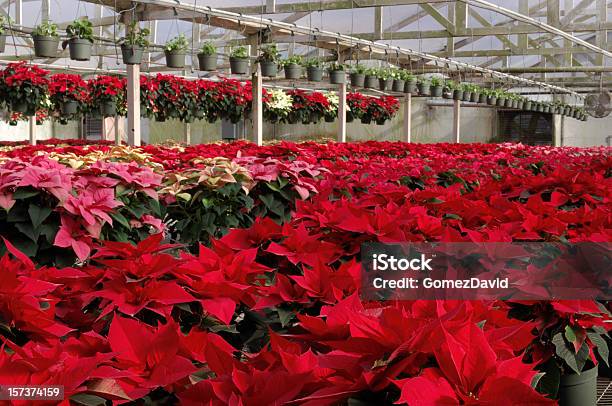 Photo libre de droit de Croissance Rouge Poinsettias Plantes En Pot Dans Une Serre banque d'images et plus d'images libres de droit de Poinsettia