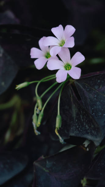 istock pink flowers with dark background 1573741843