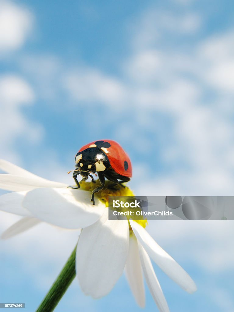 Marienkäfer-und Gänseblümchen mit bewölkten Himmel. - Lizenzfrei Marienkäfer Stock-Foto