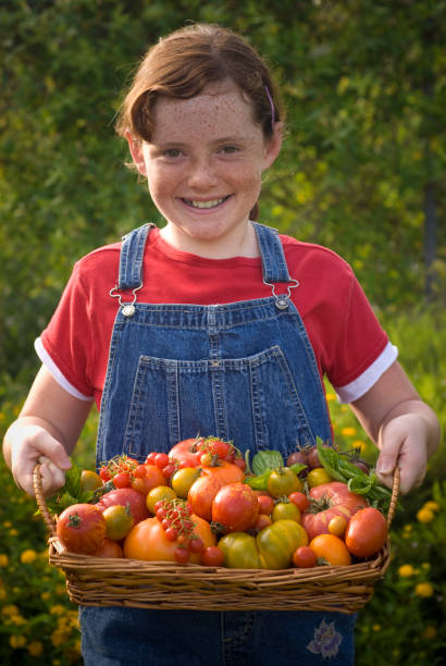 野菜師が子供の農産物、エアルームトマトハーヴェスト - heirloom tomato homegrown produce tomato organic ストックフォトと画像