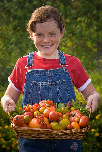 овощной садовник ребенка с самостоятельно выращенный, негибридный томат уборки - green tomato black krim tomato cherry tomato tomato стоковые фото и изображения