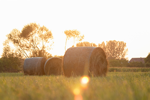 Agricultural field, round hay bales in sunset