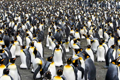 Several thousands of King Penguins breeding in large penguin colony. Canon 1Ds Mark II