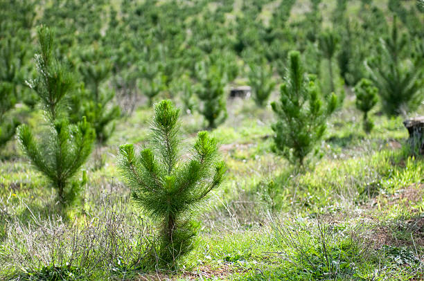 Plant a Tree Rows of recent planted of young pine trees. coniferous tree stock pictures, royalty-free photos & images