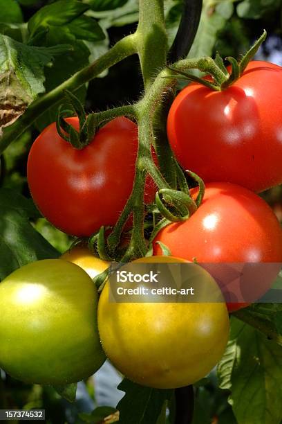 Tomatoe 건강한 식생활에 대한 스톡 사진 및 기타 이미지 - 건강한 식생활, 녹색, 미식가