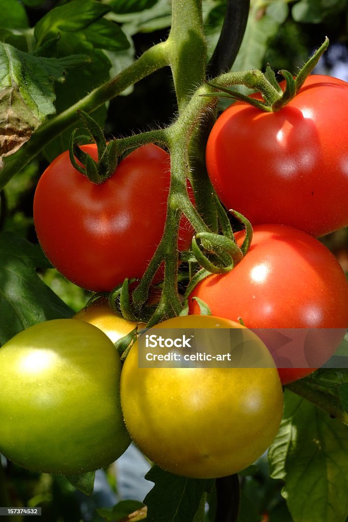 tomatoe - Royalty-free Alimentação Saudável Foto de stock