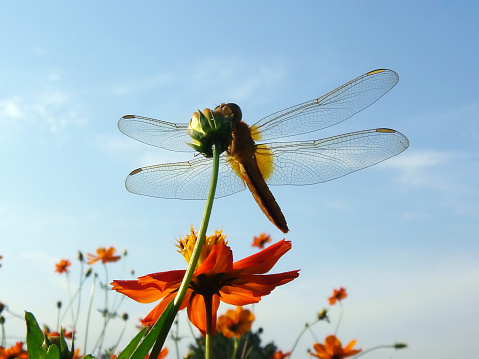 Yellow dragonflies are on the flowers in nature.