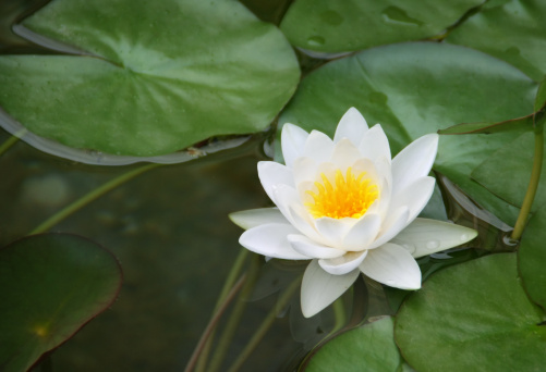 White lotus flower in the stream, Chiang Mai Province.