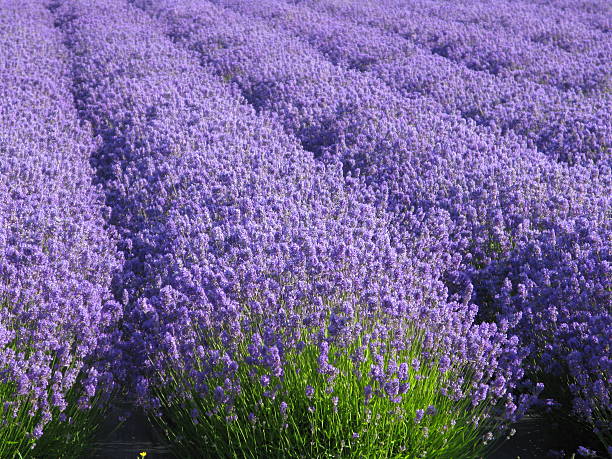 istock Lavender Flower Field  Purple Lavandula 157374603