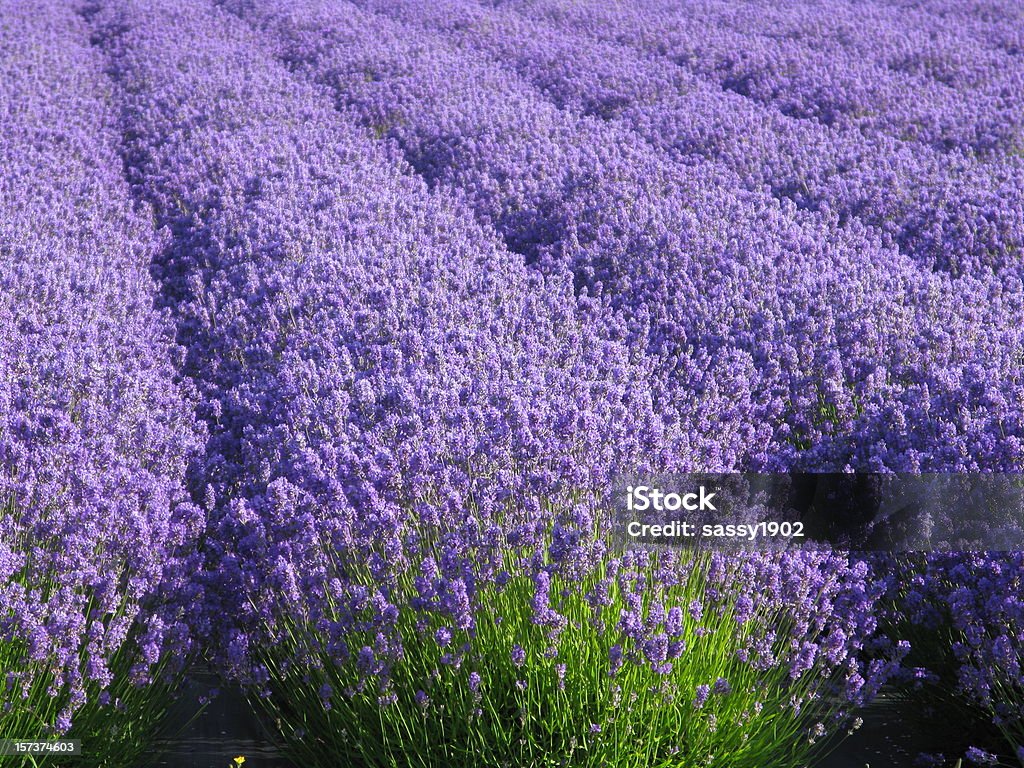 Lavender Flower Field  Purple Lavandula A close up of a lavender field.  The lavenders (Lavandula) are a genus of 39 species of flowering plants in the mint family, Lavender is used extensively with herbs and aromatherapy.  English lavender (Lavandula angustifolia) yields an essential oil with sweet overtones, and can be used in balms, salves, perfumes, cosmetics, and topical applications. Lavandin, Lavandula Garden Center Stock Photo