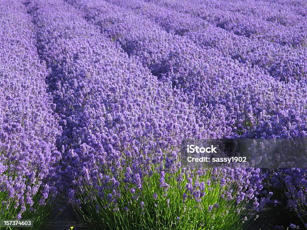 Lavender Flower Field Purple Lavandula Stock Photo - Download Image Now - Garden Center, Full Frame, Lavender Color