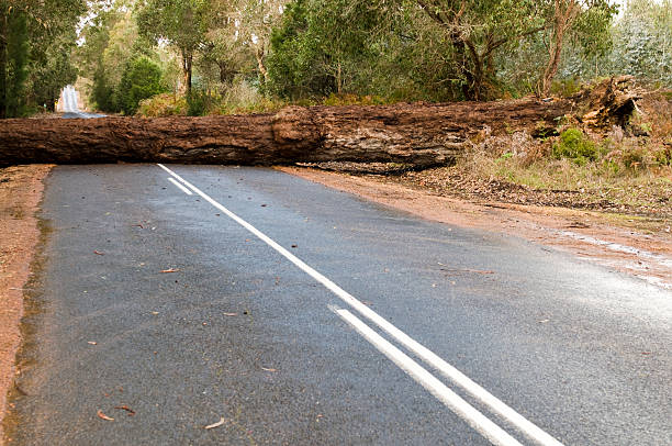árvore caída bloqueando a estrada - problems adversity conquering adversity roadblock imagens e fotografias de stock