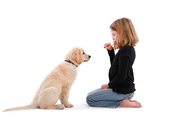 Isolated image of girl sitting on floor with treat and puppy A young girl training her puppy. obedience training stock pictures, royalty-free photos & images