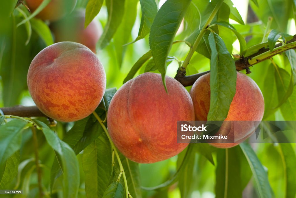 Succosa rosso peaches - Foto stock royalty-free di Pesco