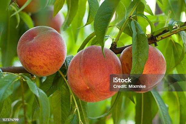 Succosa Rosso Peaches - Fotografie stock e altre immagini di Pesco - Pesco, Tre oggetti, Agricoltura