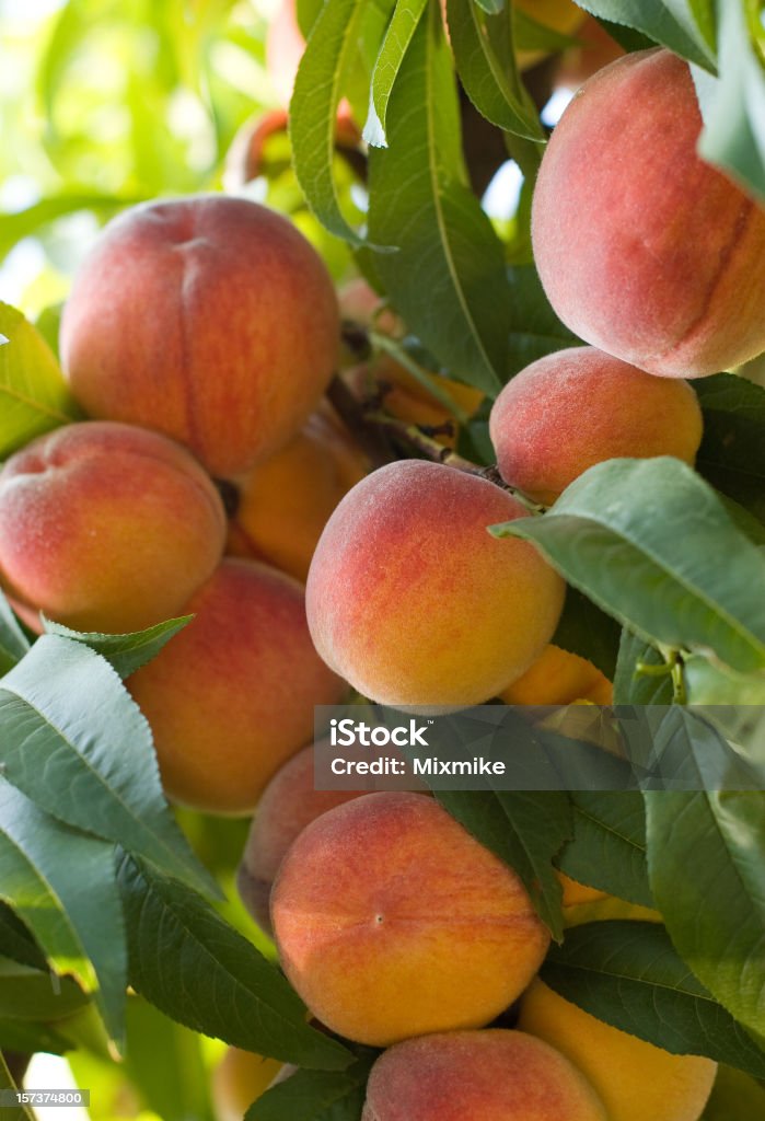 Juicy red peaches hanging from the tree juicy red peaches ripen on the tree Agriculture Stock Photo