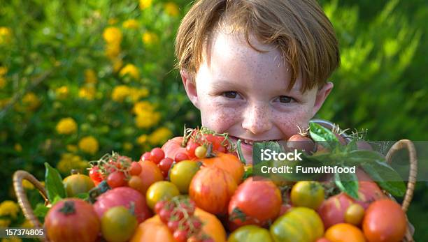 Hijo Niño Paisajista Homegrown Alimentos Orgánicos Productos Tomate Heirloom Foto de stock y más banco de imágenes de Vegetal