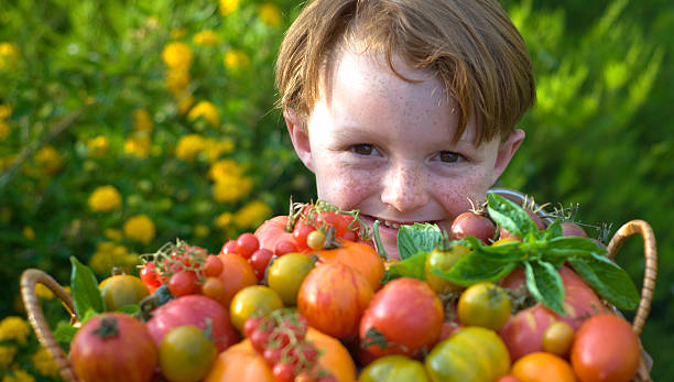 menino criança gardener, & filho de produzir alimentos orgânicos, tomate heirloom - heirloom tomato homegrown produce tomato organic imagens e fotografias de stock