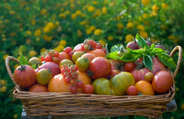 地元食材を詰めたバスケット夏、エアルームトマト野菜ハーヴェスト - heirloom tomato homegrown produce tomato organic ストックフォトと画像