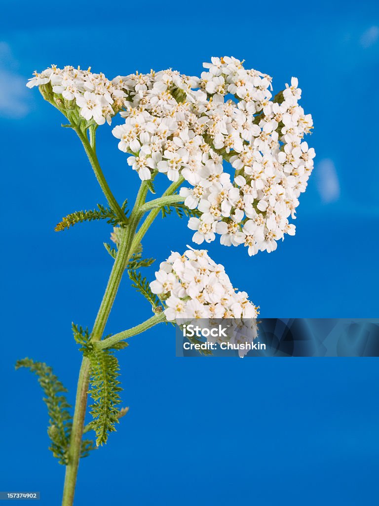 Yarrow  Yarrow Stock Photo