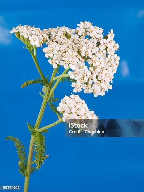 Yarrow Stock Photo - Download Image Now - Yarrow, Alternative Medicine, Close-up