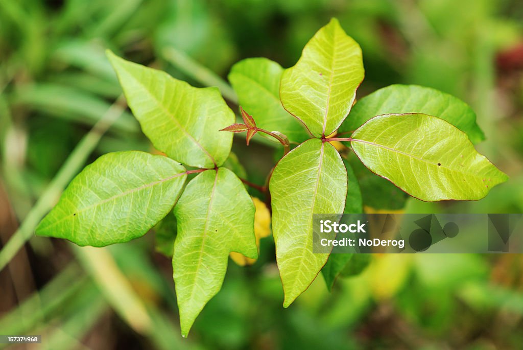 Toxicodendro folhas - Foto de stock de Toxicodendro royalty-free