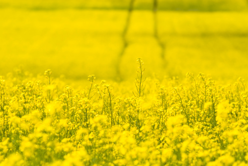 beautiful landscape with a yellow canola field