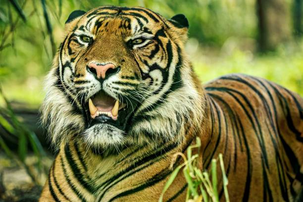istock Majestic tiger in a grassy field surrounded by trees and shrubs 1573749976