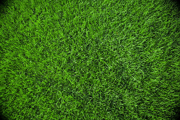 sfondo di erba - grass meadow textured close up foto e immagini stock