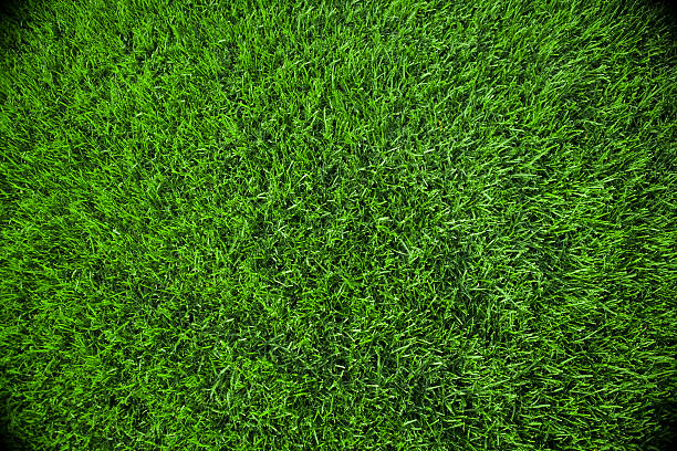 grama de fundo - grass meadow textured close up - fotografias e filmes do acervo