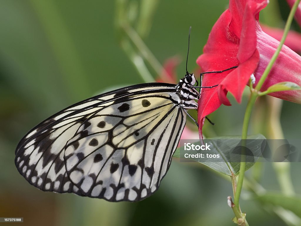 Close-up of a butterfly  Animal Antenna Stock Photo