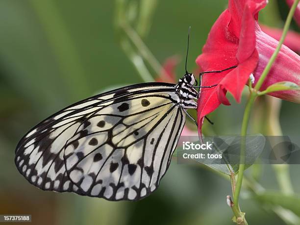 Closeup Of A Butterfly Stock Photo - Download Image Now - Animal Antenna, Animal Body Part, Animal Scale